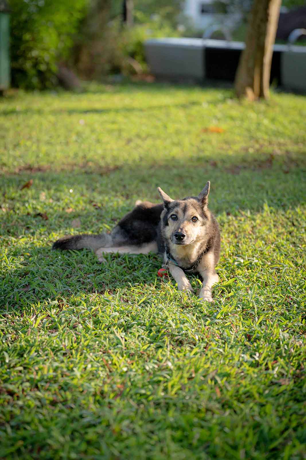 Pet Photography