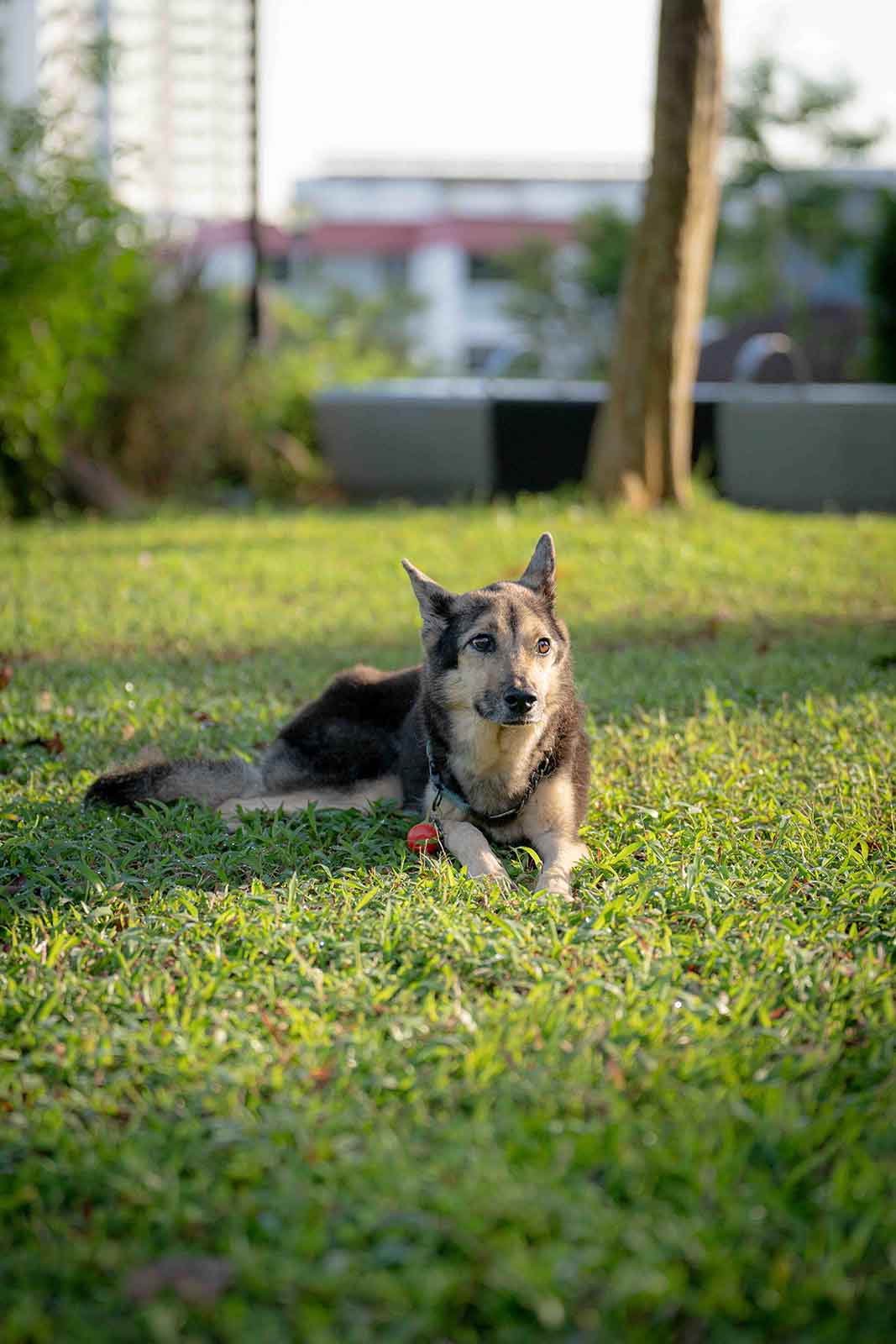 Pet Photography