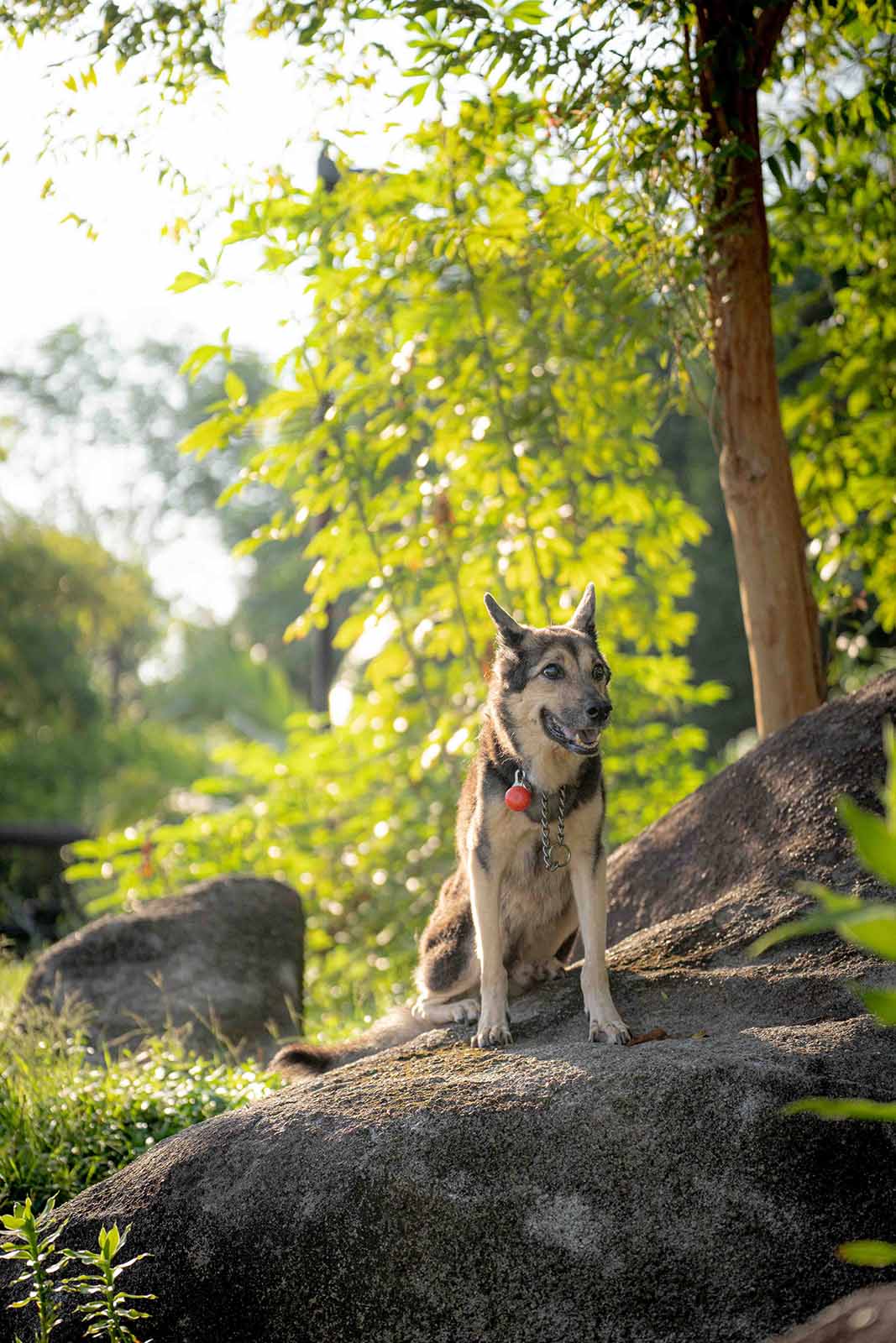 Pet Photography