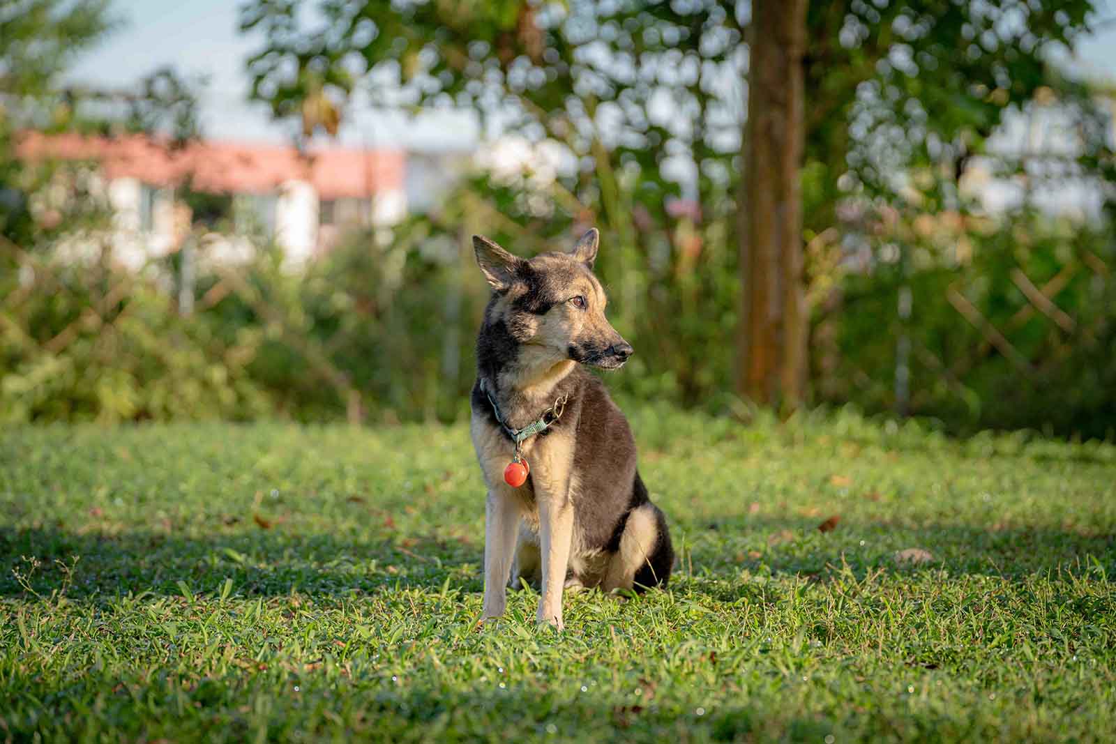 Pet Photography