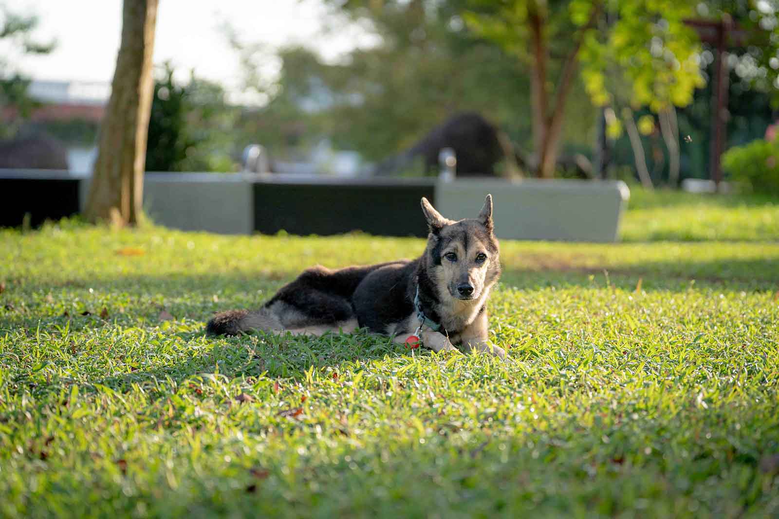 Pet Photography