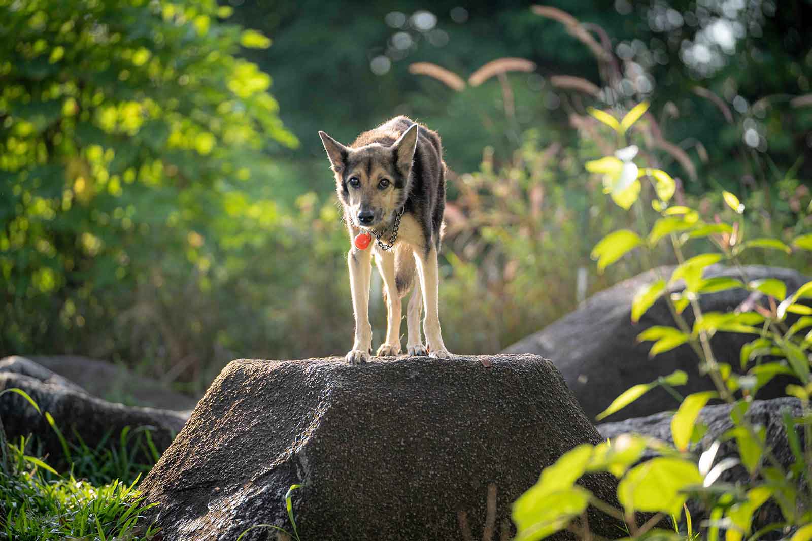 Pet Photography