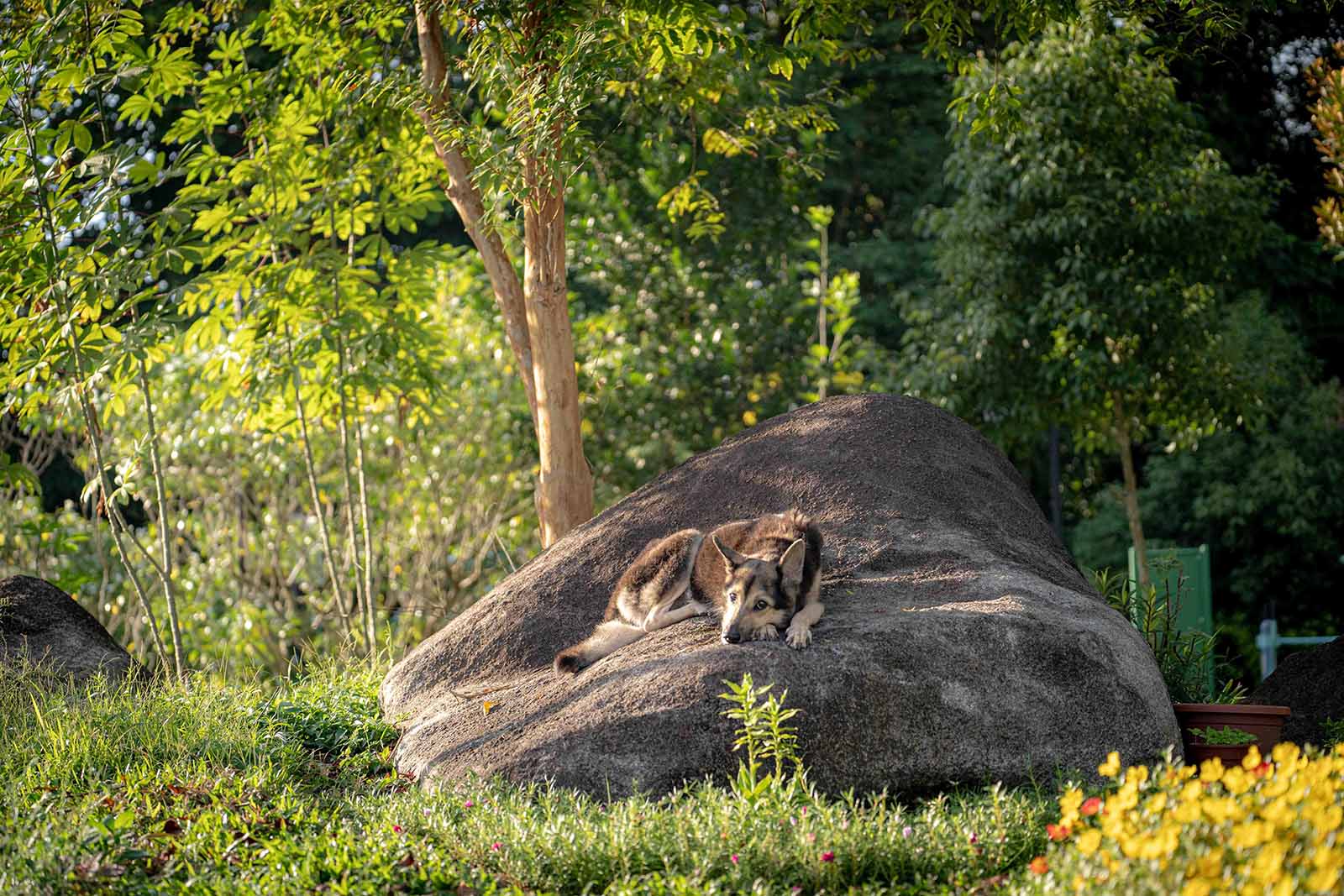 Pet Photography