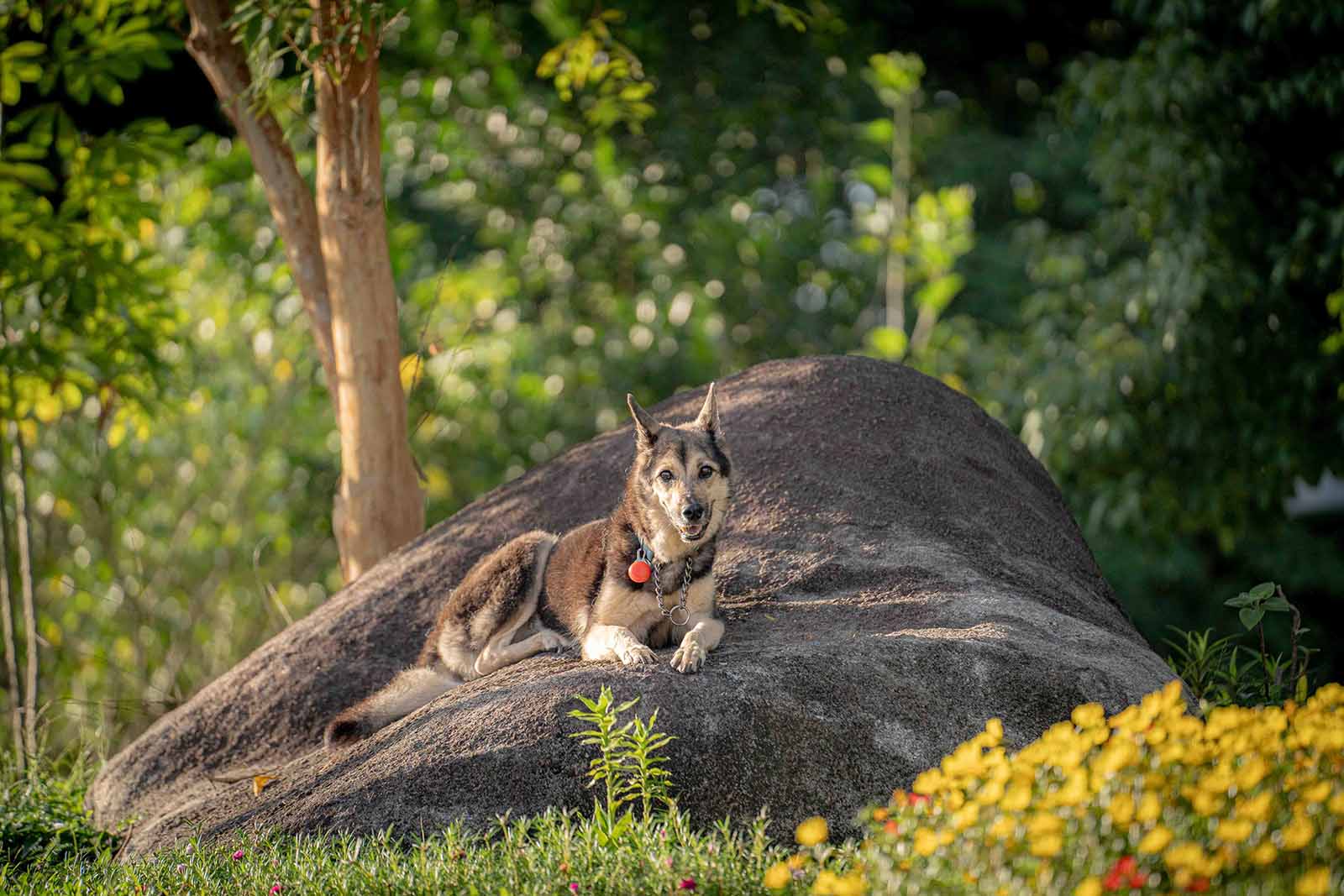 Pet Photography